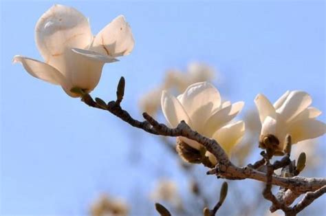 種玉蘭花好嗎|玉蘭花種植方法以及注意事項